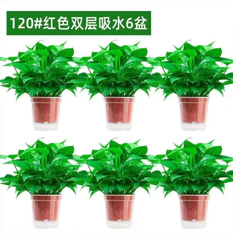 게으른 이중 오리지널 화분 6개 + 비료 6개 [특별 가격 작은 녹색 무]