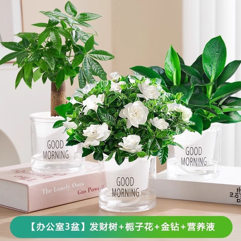 [사무실 3화분] 머니트리/치자나무/골든다이아몬드