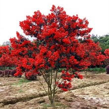 ������ޱ�������ԅ�����ޱ����ͥԺ�G���Nֲ������ޱ���͘��L����