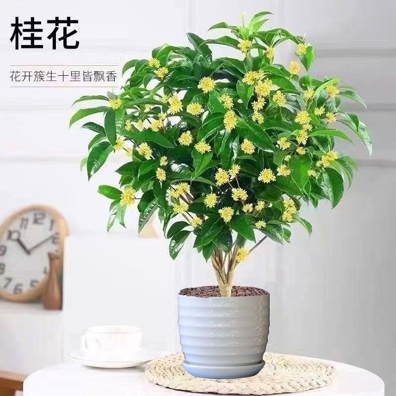 사계계피 [강한 향기] 개화 기간은 300일입니다.