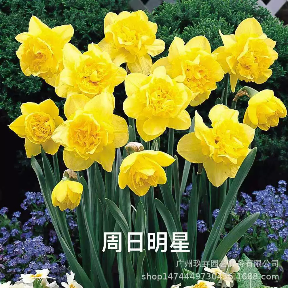 Нарцисс шариковый многолетнее луковичное растение балкон комнатные растения в горшке Цветы Four Seasons хорошее выращивание живая холодоустойчивость