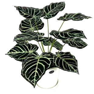 Nordic green plant simulation Black Swan Wannianqing turtle leaf fake flower decoration pot living room indoor coffee shop bookstore