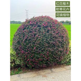 �t��ľ�����ͥԺ�G��ֲ���ļ�����t���^ľ�^�~��ľ�^�p�G�h