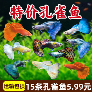 ��ȸ�~�Pβ��ˮ�׷�ֳ�ͻ��w���B���N����С�͟Ꭷ���R�~�^�p�~��