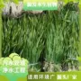 沉水绿化源头污水草苗