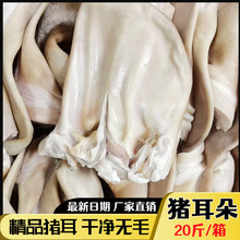 新鲜冷冻猪耳朵  猪耳片耳尖生猪耳 带根猪耳朵20斤 卤菜商用食材