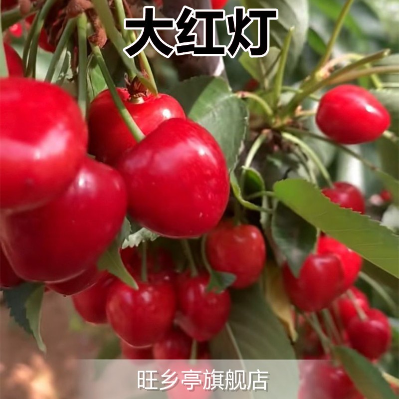 붉은 빛(같은 해에 열매를 맺는 5년생 모종)에 죽은 모종에 대한 보상이 보장됩니다!