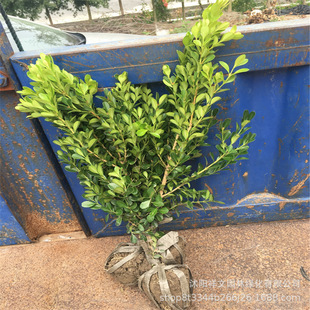 �������l20-50�߹����S�� С�~�S��ë�� ���̾G���S�� �r�񃞻�