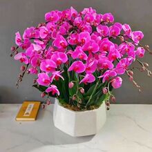 蝴蝶兰花苗带花剑盆栽客厅室内兰花大苗观花植物四季开花好养活