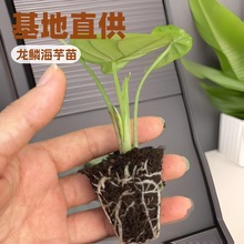 办公居家桌面绿植小盆栽龙鳞海芋网红趣味园林热植四季常绿可水培