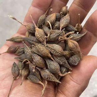 ����؎X�B�N�� �B�N �B�N�� �B�����N���S�B�N��