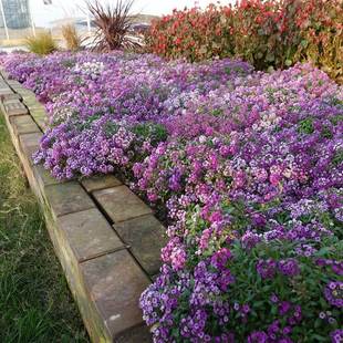 Alyssum Flower Seeds Courtyard Park Green Belt Perennial Ground Cover Dwarf Cold-Resistant Flower Plant Potted Flower Seeds
