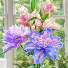 琼花玉叶五色进口重瓣香水百合花种球四季开花室内外盆栽鲜花浓香