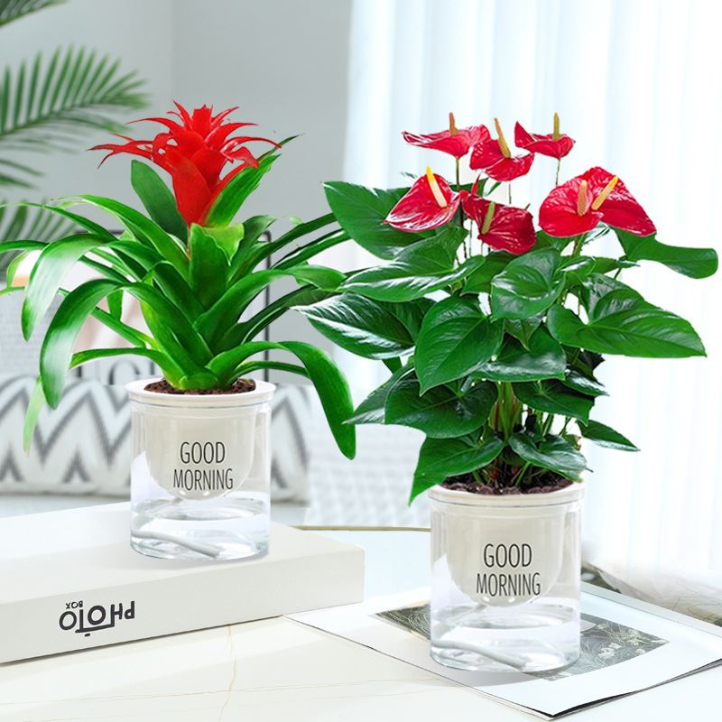 특급 행운 + 특급 안스리움 + [굿모닝 대야 2개] + 영양액