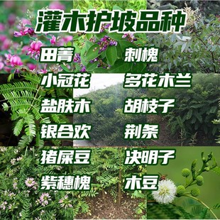 ��ľ�N�����뻱�̻��໨ľ�m��֦�Ӹ��ٻ�ɽ�;G�ݷN�o�¹�������