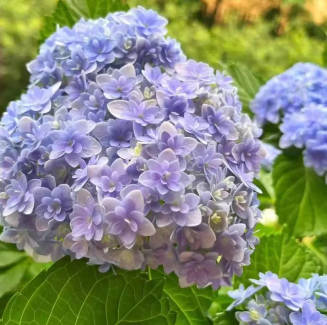 파란색과 보라색(꽃주) 10갤런 - 높이 - 약 1m - 나무 프레임 ¥588.9 - 냄비 포함