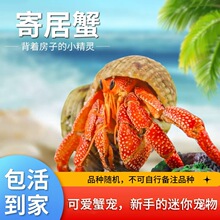 寄居蟹懒人迷你宠物攀爬动物新手好养进口活体观赏蟹草莓里拉灰白