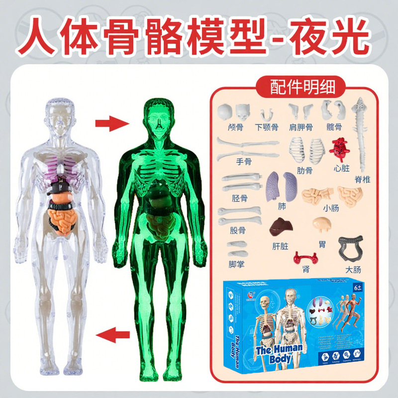国境を越えたおもちゃ早期教育人間の臓器骨格モデルセット科学と教育小中学生 DIY 組み立て子供のパズル|undefined