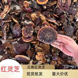 云南野生红灵芝批发多规格现货直批散装现货金边灵芝