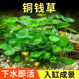 Aquatic Plants for Fish Tanks, Water Hyacinth, Hydroponic Plants, and Fish Co-Culture Landscaping, Water Plants for Water Purification, Traditional Fish Farming Grass