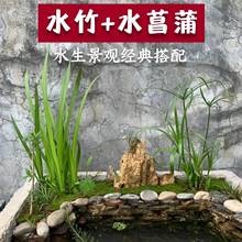 水竹菖蒲类沼泽过滤水培植物阳台办公室养龟养鱼净化水质挺水植物