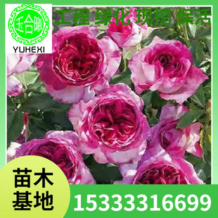 Large-Flowered, Fragrant Blueberry Cake Rose Seedling Potted Plant, Double-Flowered Multi-Season Flowering Shrub Rose Blooms in the Same Year, Same Version