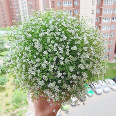 Semillas de rosas Flores en macetas en todas las estaciones Flores en macetas Plantas Flores en interiores y exteriores Semillas en macetas explosivas Balcón del patio