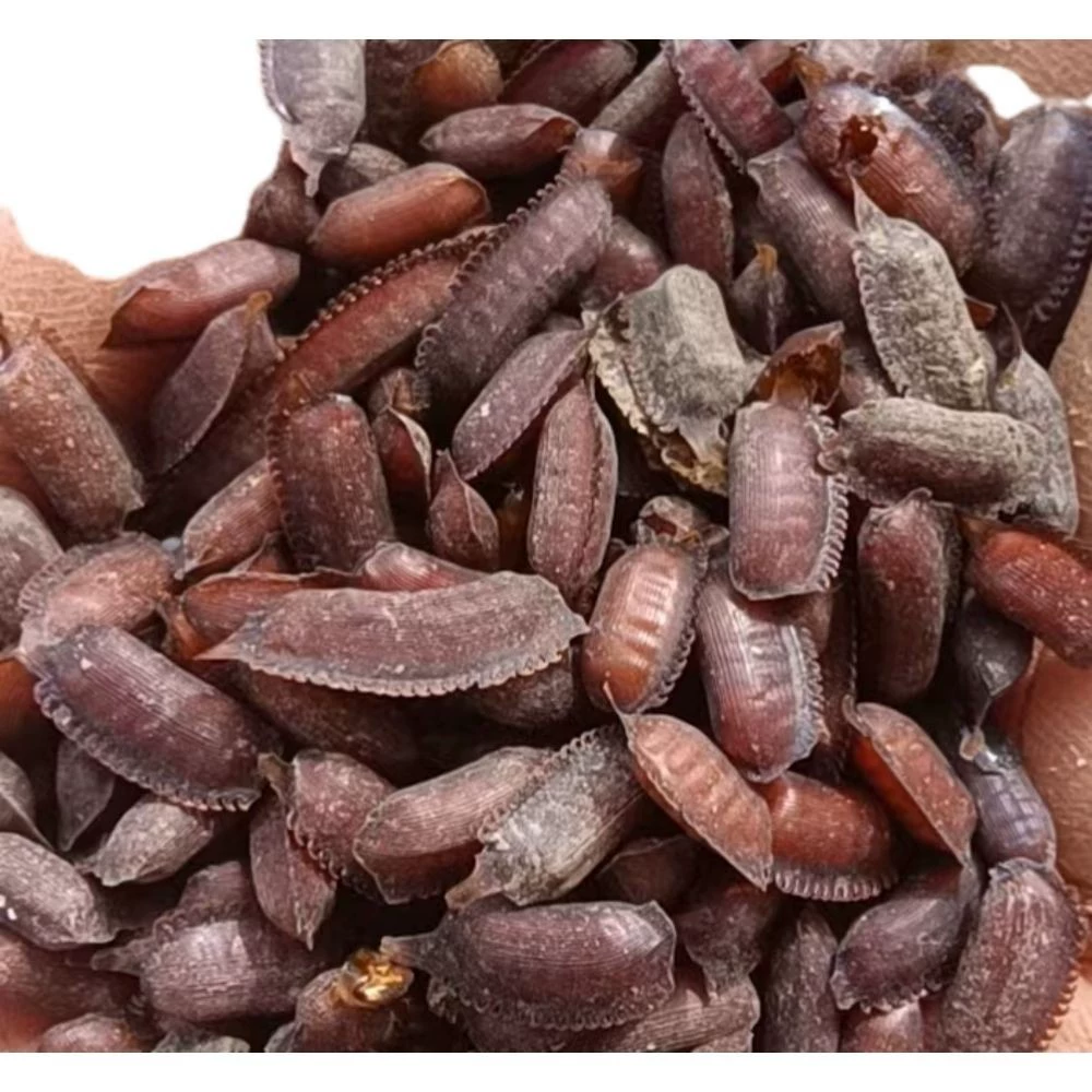 Яйцо Tuoyuan грунт, яичное пепед, свежий грунт, личинка юаня, грунт, личинка пепед