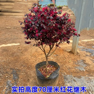 ͥԺ�e���t���^ľ�t���^ľ���Ե��������ͺ���ɫ��ľ���첻���~