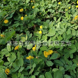 ����������S��С��������ֱ�N���l����r�񌍻�