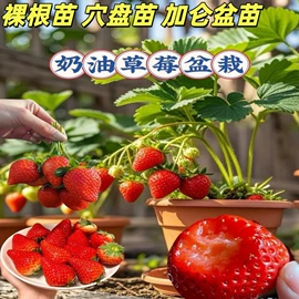 盆栽;一二年生花卉;种子