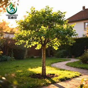 �ܘ�������X��С����ܘ���ܘ�e��ͥԺ�^�p��ľ���ܘ����ʳ��