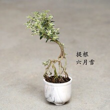 �������ѩС�辰 �Ϙ�����ѩС�� �҃ȿ͏dֲ�����ԑ��䘶�辰