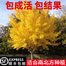 银杏之乡银杏树苗 白果树小树苗 银杏小苗 量大优惠 苗圃造林苗木