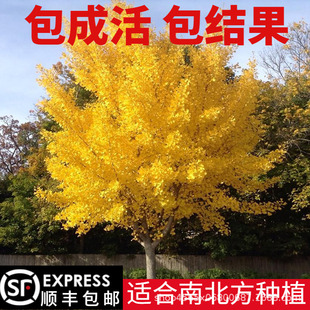 �y��֮�l�y�Ә���׹���С�����y��С�����󃞻�����������ľ