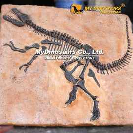 热销仿真恐龙骨架化石模型 霸王龙化石板模具 景区餐厅橱窗装饰