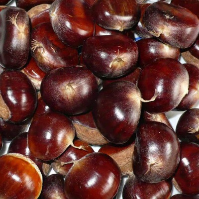 Dandong Chinese chestnut fresh wholesale jojoba Trees Large fruit Qianxi 531 factory One piece wholesale