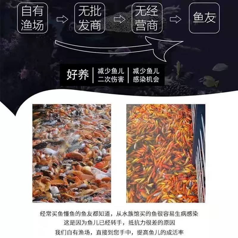 Живая карп koi золотой (декоративный), разноразмерные 4–15 см, оптовые пакеты и варианты комплектов