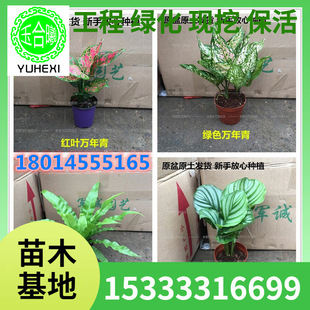 Wholesale Indoor Living Room Potted Florals Ruyi Silver Queen Caladium Plant Evergreen Seedlings for Planting in the North and South