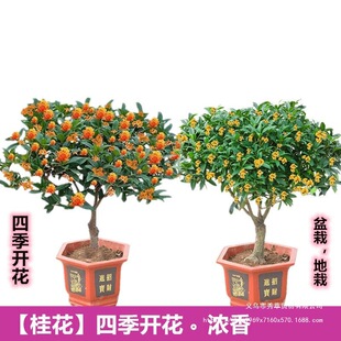 𻨘Խļ̨ܾ҃GֲͥԺ辰