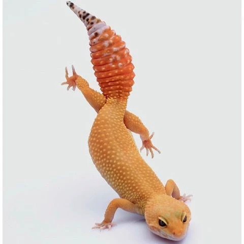 Леопардовый принт Дворец ползает домашнее животное Жить ящерица жить послушный ползает домашнее животное жить геккон ящерица жить