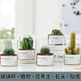 栽培基质;盆栽;营养液