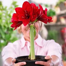 荷兰朱顶红进口大球重瓣种球四季开花花卉盆栽室内植物批发