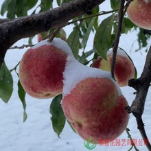 晚熟桃品种傲雪冬桃 嫁接桃树苗 大红冬桃苗南北方种植结果树苗