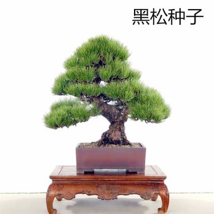 ���ɷN�� ���ɷN�� �|������ ����� �ɘ�N��