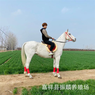 �T���R �ɹ��R�����u�� �����R �����^�p�R���^���R