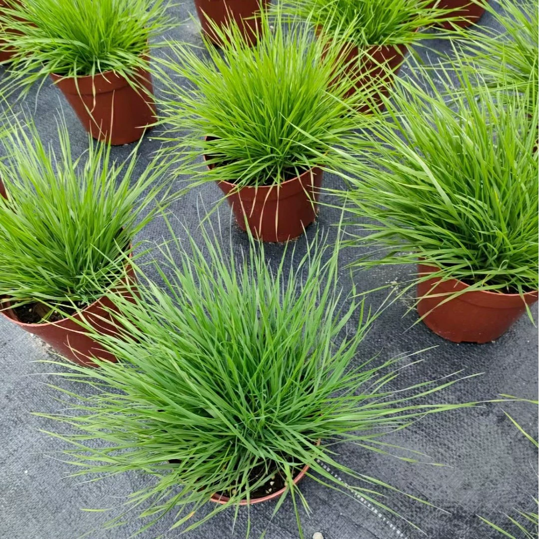 2202 база оптовая поставка красивых облачных растений в горшках декоративных трав