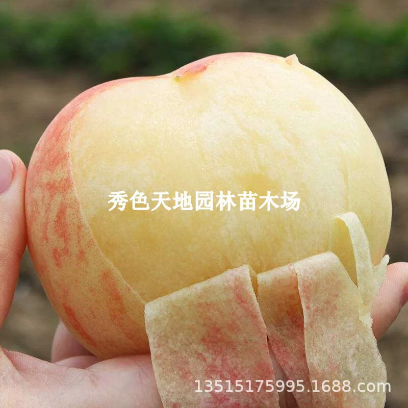 Аутентичные Fenghua Уси Яншань Мед Персик Рассада Очень большой привитый Персик Посадка деревьев в горшках Рассада персика
