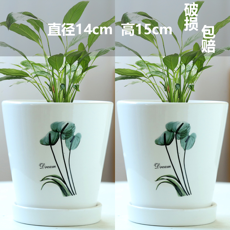 두 개의 대형 및 중형 서부 베고니아-세라믹-대형