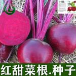 红甜菜根种子紫菜头春秋播种甜菜种子农家老品种含糖量高蔬菜